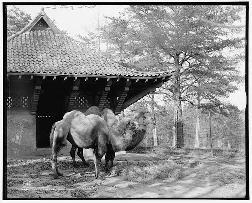 Camels in zoo park, Washington, D.C.