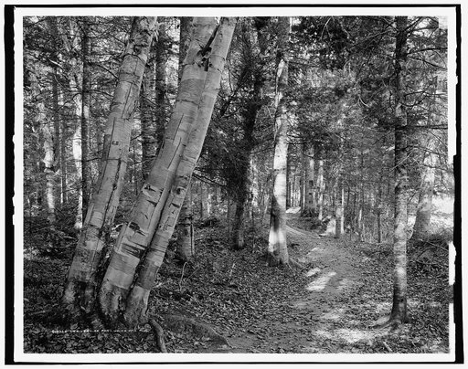 On riverside path, White Mts., N.H.