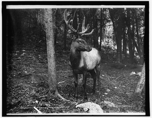 Wild elk at Tower Falls, Yellowstone National Park