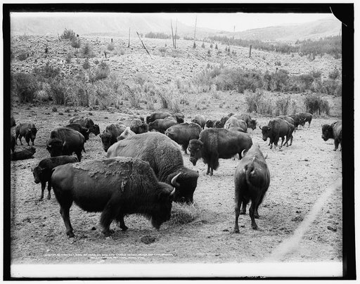 Roosevelt, king of herd, at bay, and Carrie Nation, dehorned