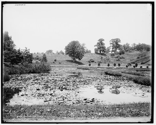 Lily ponds, Forest Park, Springfield, Mass.