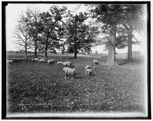 A Group of Leicestershire sheep