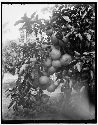 Grape fruit, Ormond, Fla.