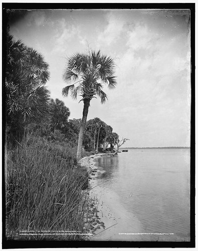 Along the shore of Indian River, Rockledge, Fla.