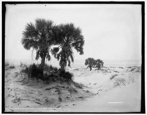Palmettoes on Isle of Palms near Charleston, S.C.
