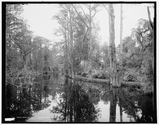 From the bridge, Magnolia-on-the-Ashley [i.e. Magnolia Gardens], Charleston, S.C.