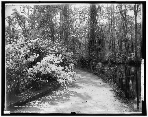 Walk by the lake, Magnolia-on-the-Ashley [i.e. Magnolia Gardens], Charleston, S.C.