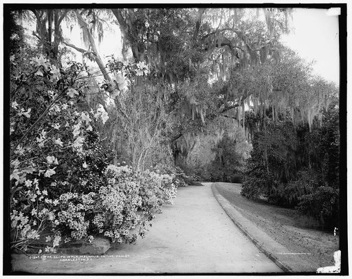 The slope walk, Magnolia-on-the-Ashley [i.e. Magnolia Gardens], Charleston, S.C.