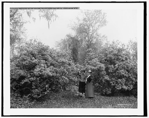 The glory of the azaleas, Magnolia-on-the-Ashley [i.e. Magnolia Gardens], Charleston, S.C.