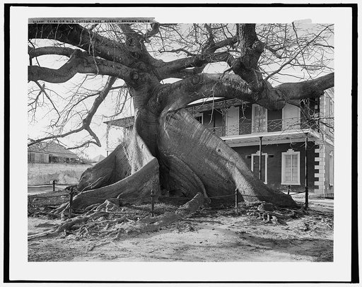 Ceiba or silk cotton tree, Nassau, Bahama Islds.