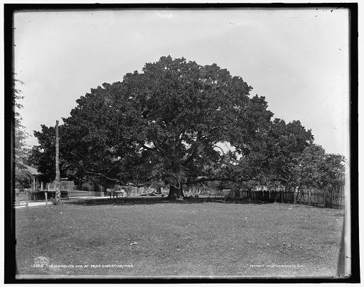 The Mammoth oak at Pass Christian, Miss.