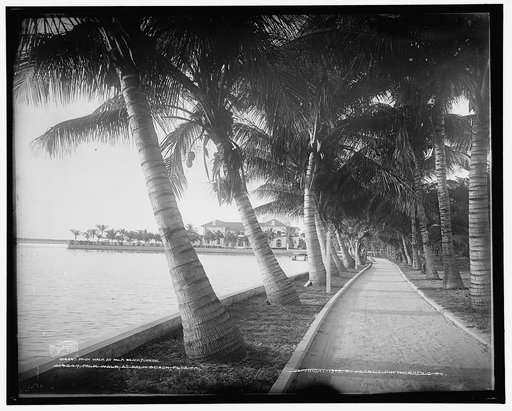 Palm walk at Palm Beach, Florida
