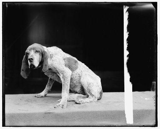Old Ben, English fox hound