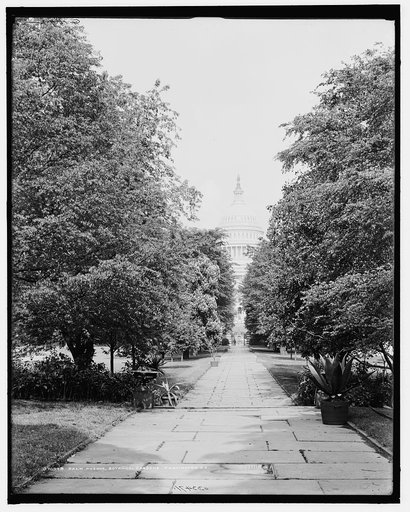 Palm Avenue, botanical gardens, Washington, D.C.