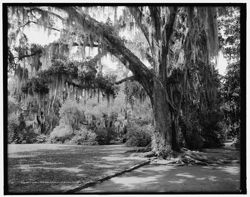 Under the oaks, Magnolia-on-the-Ashley, Charleston, S.C.