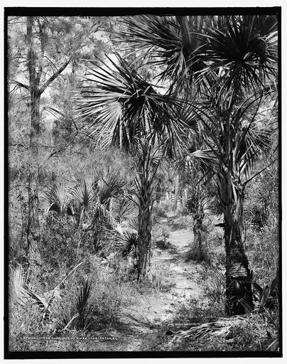 Lovers' lane, Isle of Pines [i.e. Palms], Charleston, S.C.