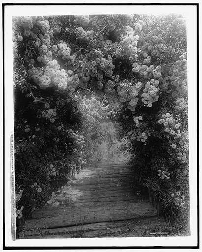 Dorothy Perkins roses, Lawson estate, Dreamwold, Egypt, Mass.