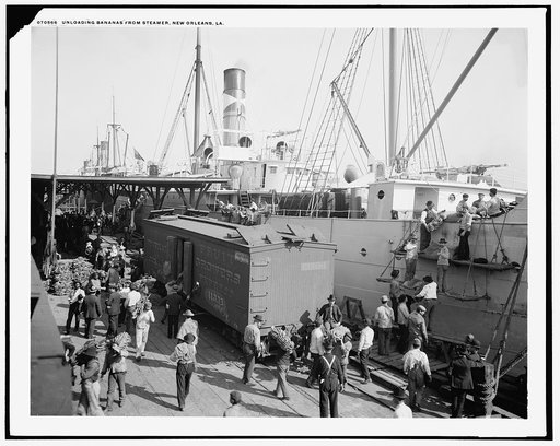 Unloading bananas from steamer, New Orleans, La.