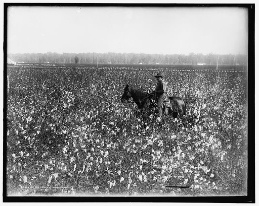 Cotton fields at Dahomey, Miss.