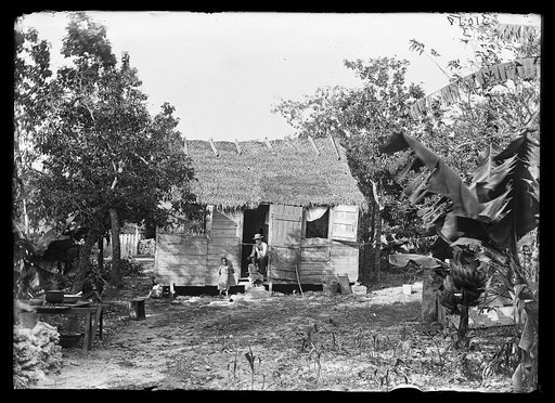 Thatched building and banana plant, possibly Nassau, Bahamas
