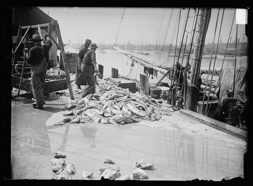 Unloading Gorton's codfish, Gloucester, Mass.