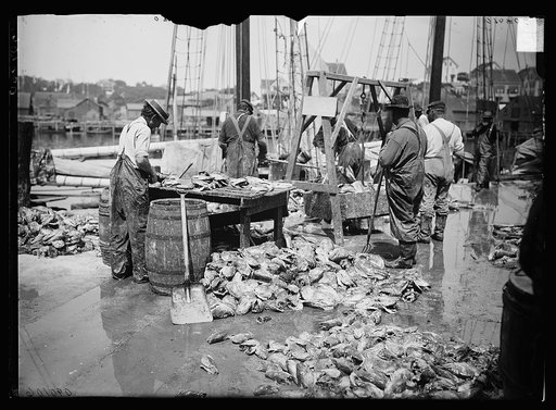 Weighing up the catch, Gloucester, Mass.