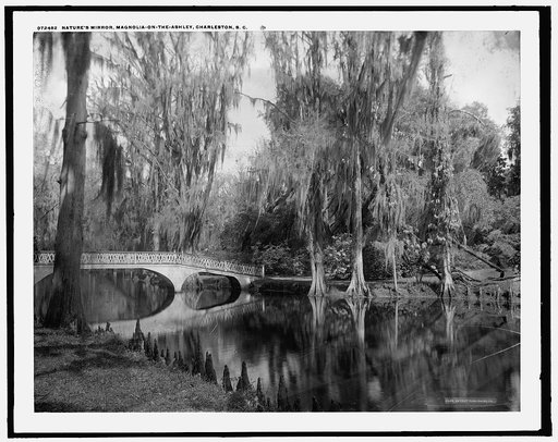 Nature's mirror, Magnolia-on-the-Ashley [Magnolia Gardens], Charleston, S.C.