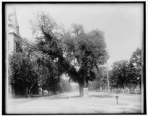 Washington Elm, Cambridge