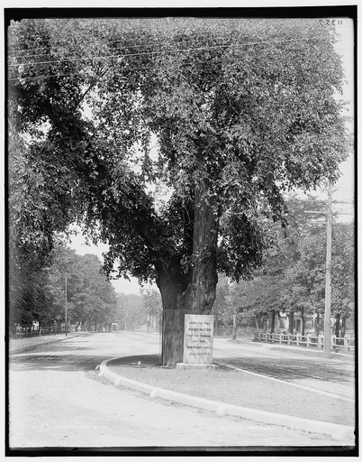 Washington Elm, Cambridge