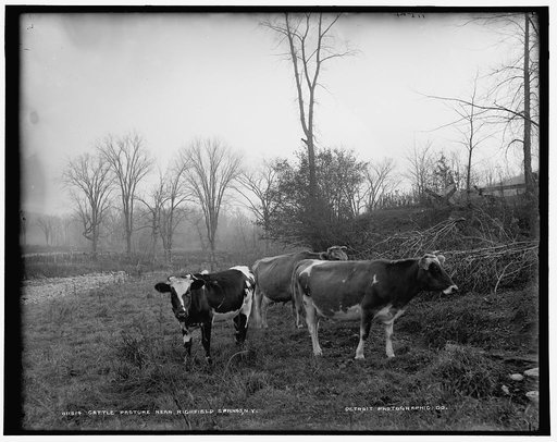 Cattle pasture near Richfield Springs, N.Y.