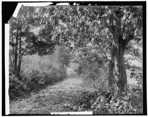 Chestnut lane
