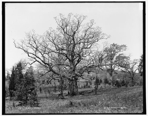 The Oaks, Waverly