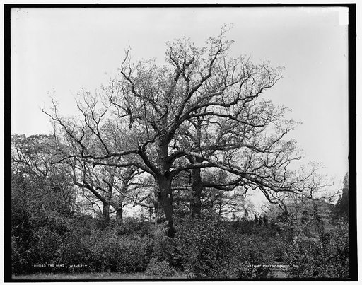 The Oaks, Waverly