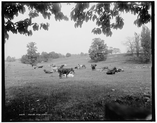 Pasture near Ithaca, N.Y.