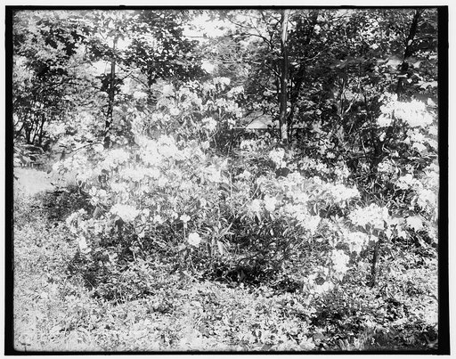 Laurels in blossom, Penn.