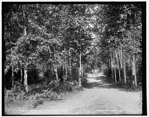 Through the birches, Harbor Beach
