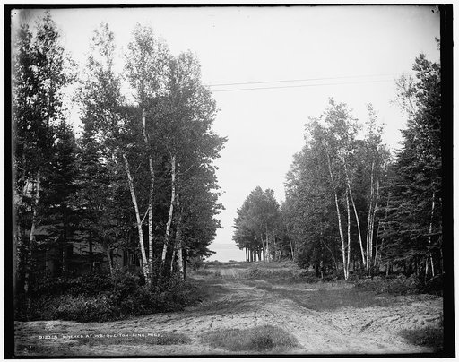 Birches at We-que-ton-sing, Mich.