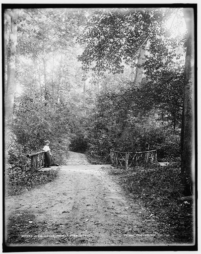 In the woods, Palmer Park, Detroit