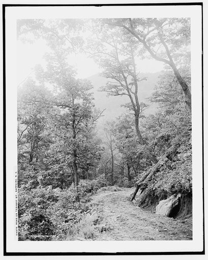 Road on Toxaway Mt., Sapphire, N.C.