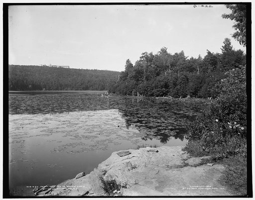 Pond lillies [i.e. lilies] in South Lake, Catskill Mountains, N.Y.