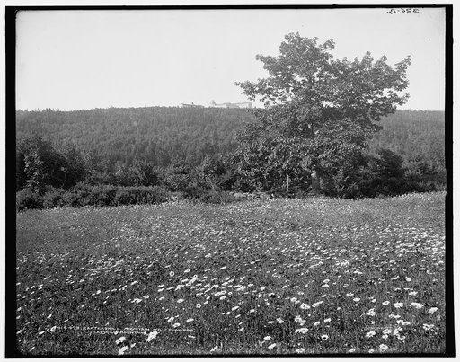 Kaaterskill Mountain wild flowers, Catskill Mountains, N.Y.
