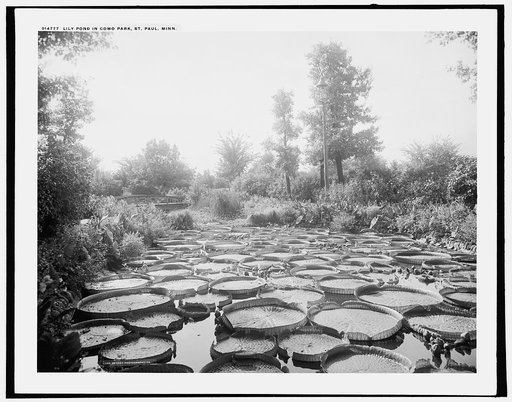 Lily pond in Como Park, St. Paul, Minn.