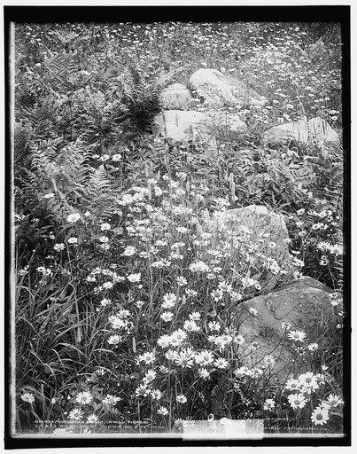 Adirondack mountain wildflowers