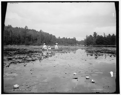 A lily pond