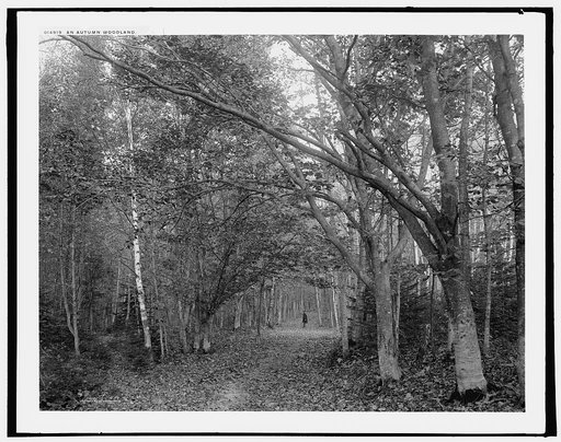 An autumn woodland