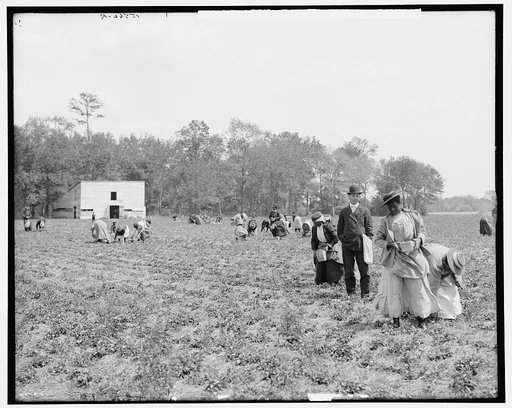 Picking strawberries, Charleston, S.C.
