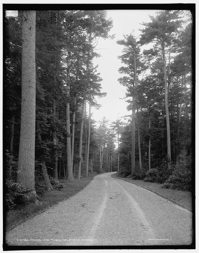 Among the pines, Melburne [i.e. Shelburne] Farms, Vt.