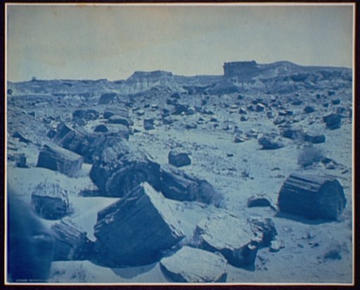 Petrified Forest, Near Adamana, N.M. [sic