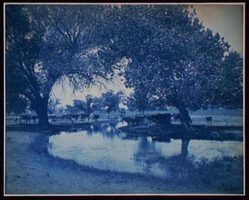 Cattle pasture at Belleview