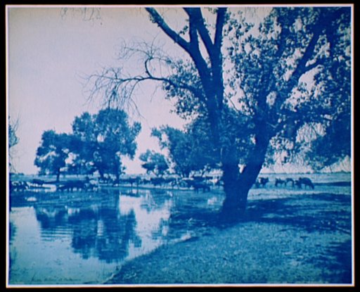Cattle pasture at Belleview